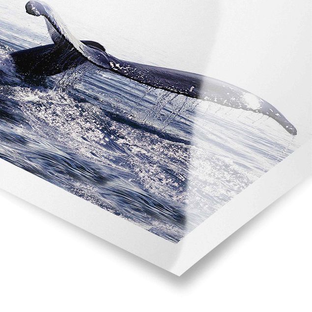 Poster - Canto delle balene in Islanda