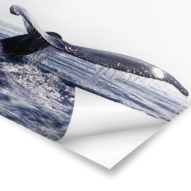 Poster - Canto delle balene in Islanda