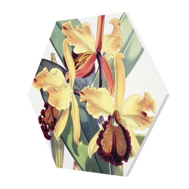Esagono in forex - Walter Hood Fitch - Orchidea