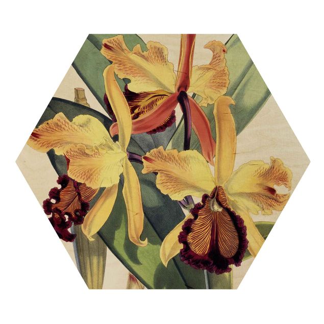 Esagono in legno - Walter Hood Fitch - Orchidea