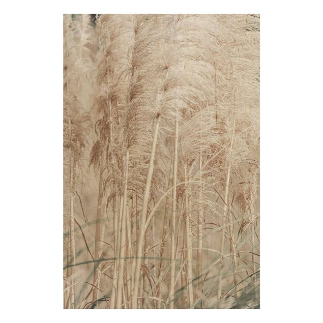 Stampa su legno - Calda erba della Pampas in estate