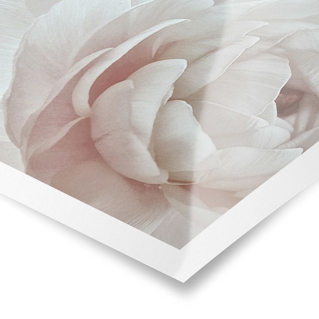 Poster - Fioritura bianca in un mare di fiori