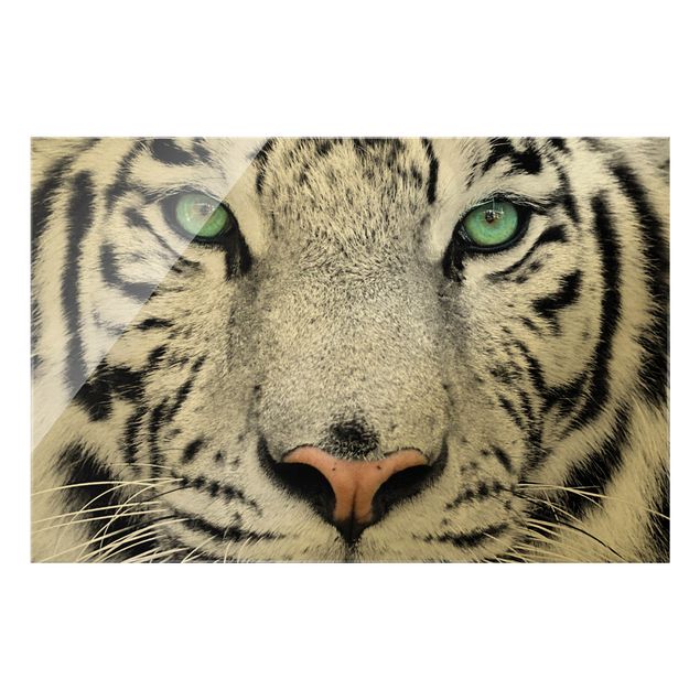 Quadro in vetro - Tigre bianca - Formato orizzontale
