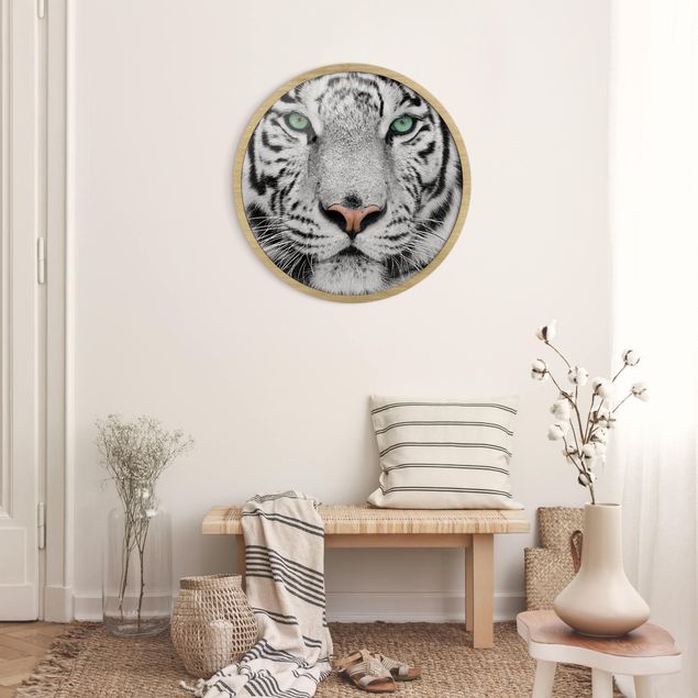 Poster con cornice rotonda Tigre bianca