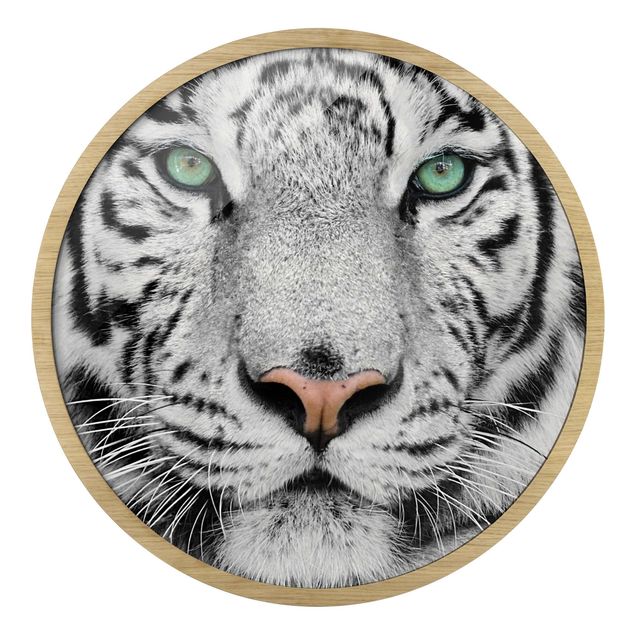 Quadro rotondo incorniciato - Tigre bianca
