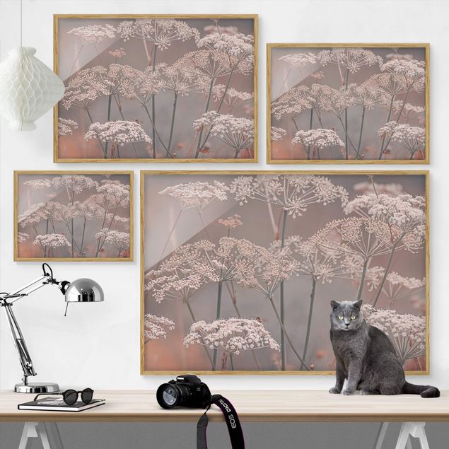 Poster con cornice - Ombrellifere selvatiche