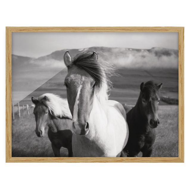 Poster con cornice - Cavalli selvaggi in bianco e nero