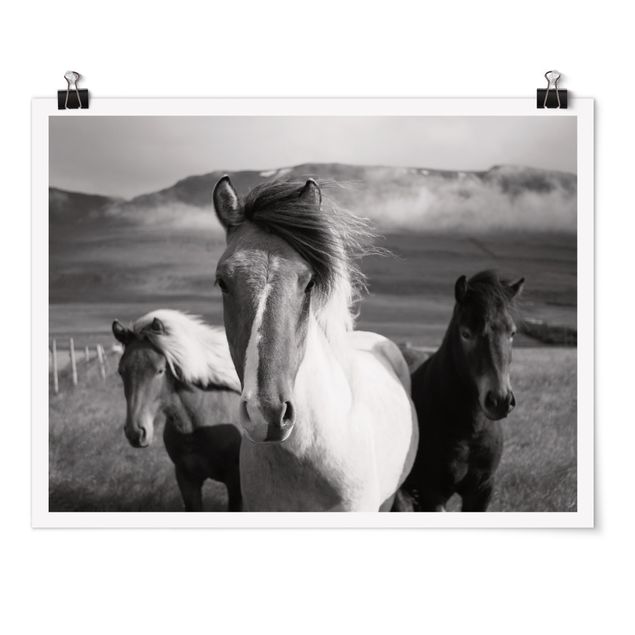 Poster - Cavalli selvaggi in bianco e nero