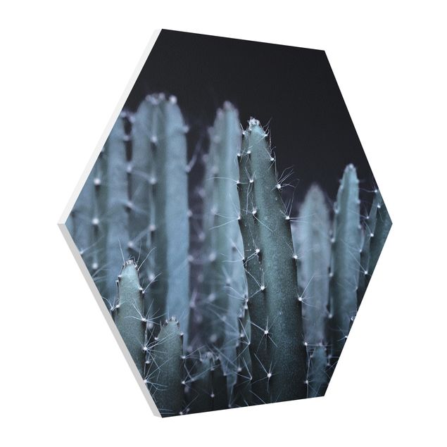 Esagono in forex - Cactus del deserto nella notte