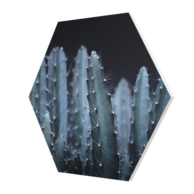 Esagono in forex - Cactus del deserto nella notte