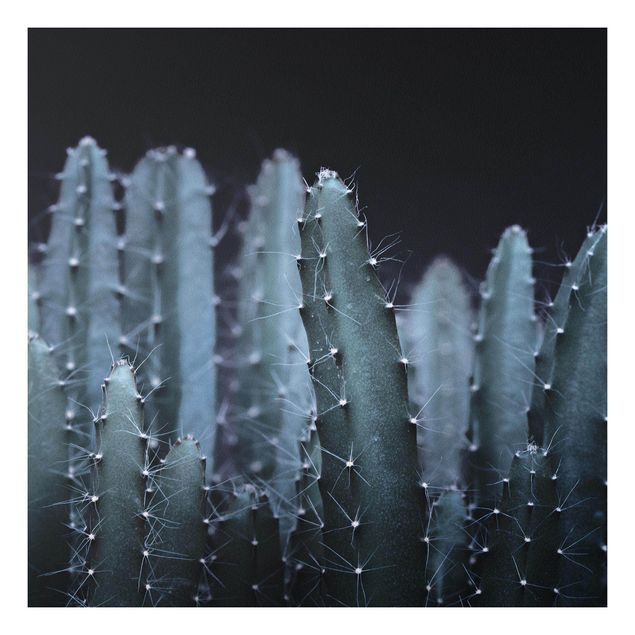 Stampa su Forex - Cactus del deserto nella notte - Quadrato 1:1