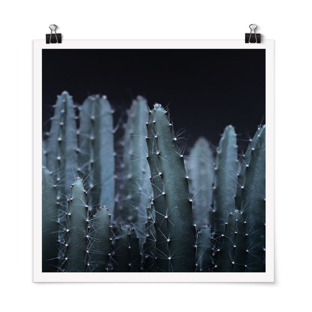 Poster - Cactus del deserto nella notte