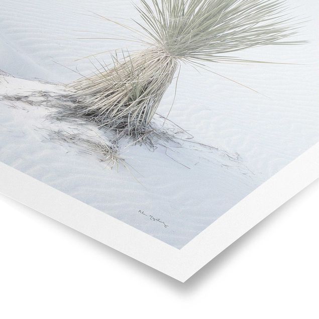 Poster riproduzione - Palma Yucca nella sabbia bianca