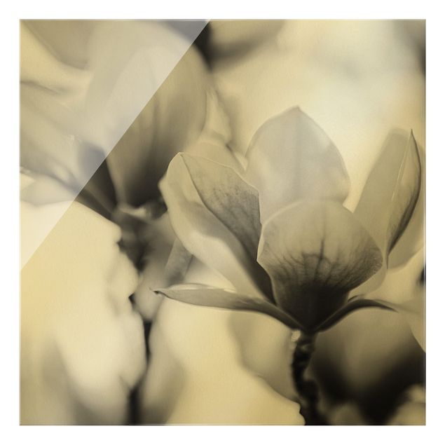 Quadro in vetro - Fioriture di magnolia delicate II - Quadrato