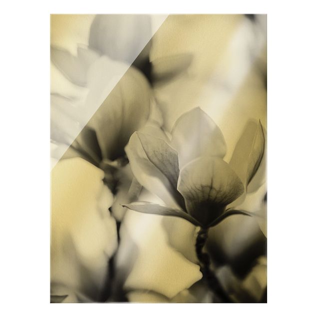 Quadro in vetro - Fioriture di magnolia delicate II - Formato verticale