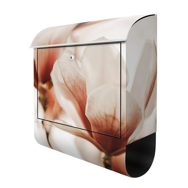 Cassetta postale - Fioriture di magnolia delicate nel gioco di luce