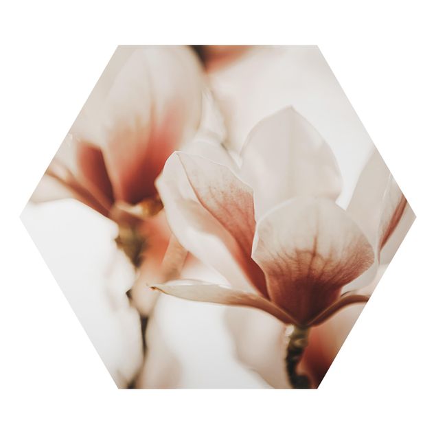 Esagono in Alluminio Dibond - Fioriture di magnolia delicate nel gioco di luce