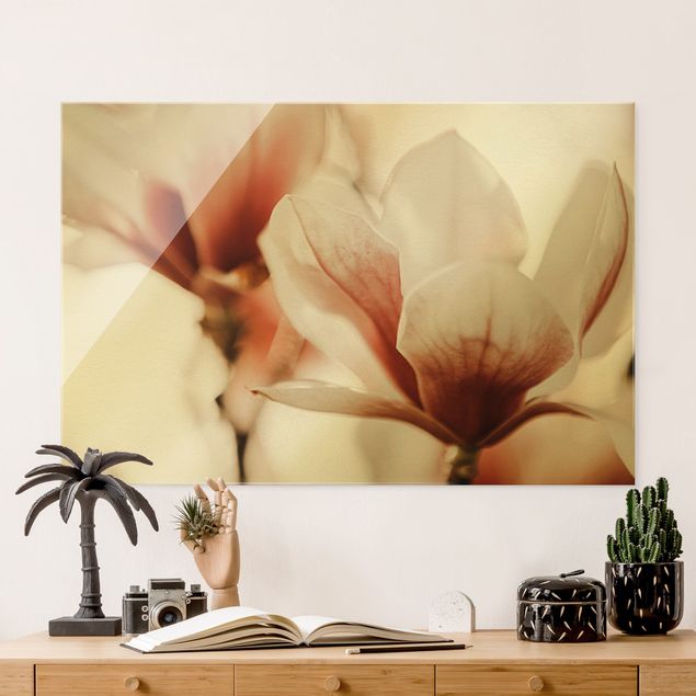 Lavagna magnetica vetro Delicati fiori di magnolia in un gioco di luci e ombre