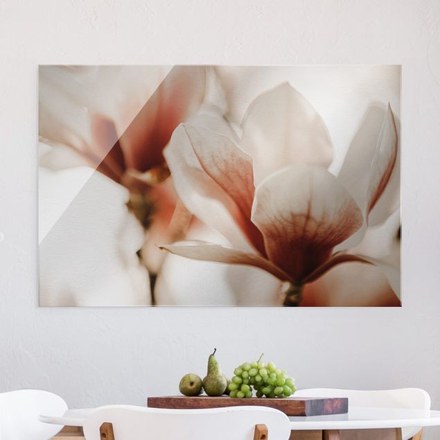 Lavagna magnetica vetro Delicati fiori di magnolia in un gioco di luci e ombre