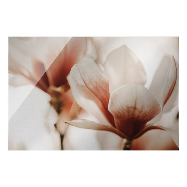 Quadro in vetro - Fioriture di magnolia delicate nel gioco di luce