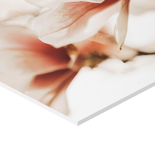 Esagono in forex - Fioriture di magnolia delicate nel gioco di luce