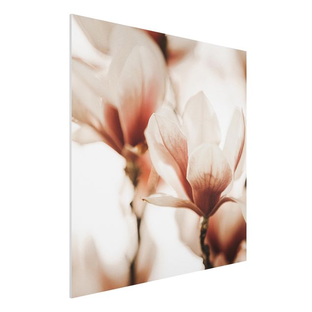 Stampa su Forex - Fioriture di magnolia delicate nel gioco di luce - Quadrato 1:1