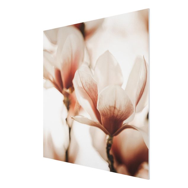 Stampa su Forex - Fioriture di magnolia delicate nel gioco di luce - Quadrato 1:1