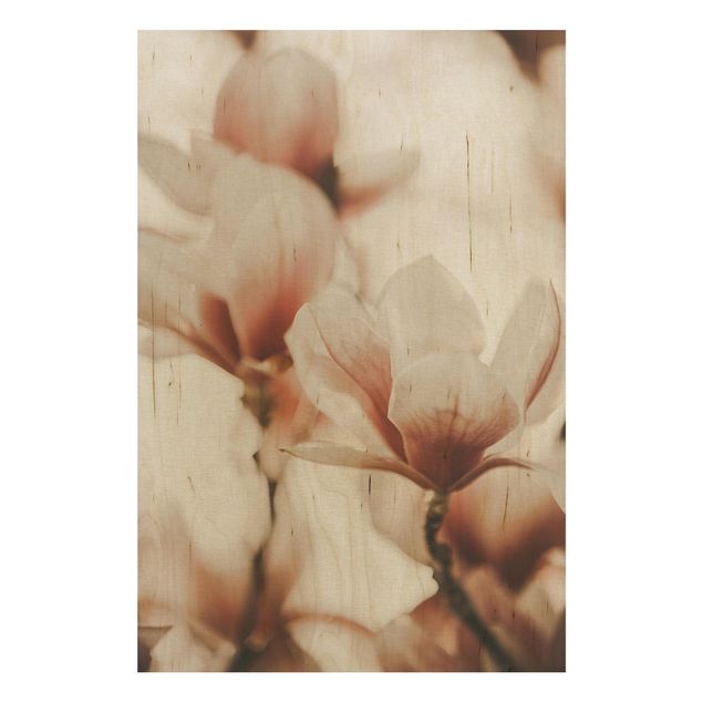 Stampa su legno - Fioriture di magnolia delicate nel gioco di luce