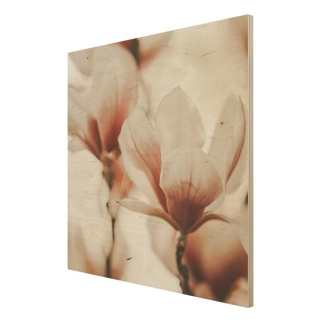 Stampa su legno - Fioriture di magnolia delicate nel gioco di luce