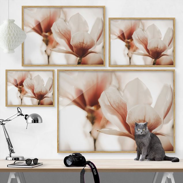 Poster con cornice - Fioriture di magnolia delicate nel gioco di luce