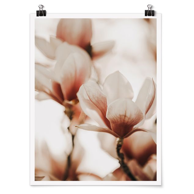 Poster - Fioriture di magnolia delicate nel gioco di luce