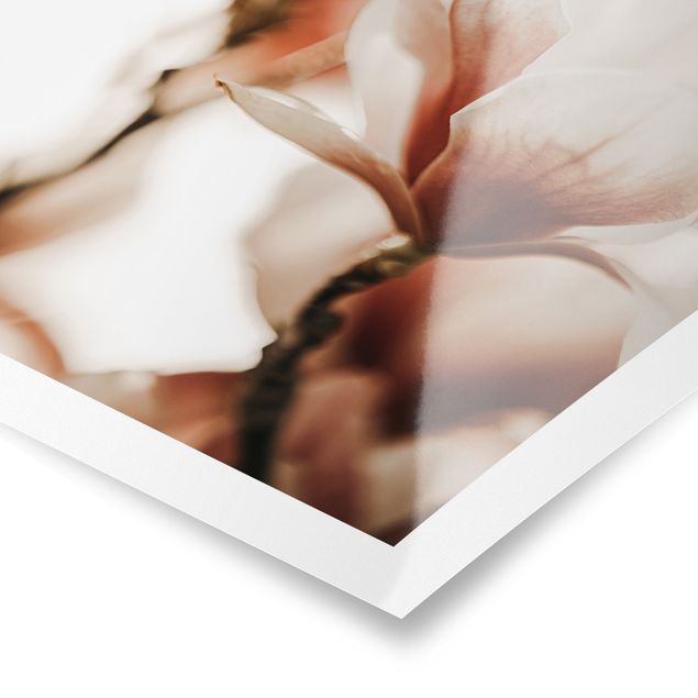 Poster - Fioriture di magnolia delicate nel gioco di luce