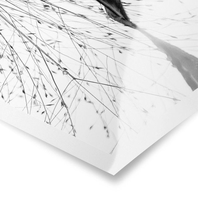 Poster - Canneto delicato con sottili gemme in bianco e nero