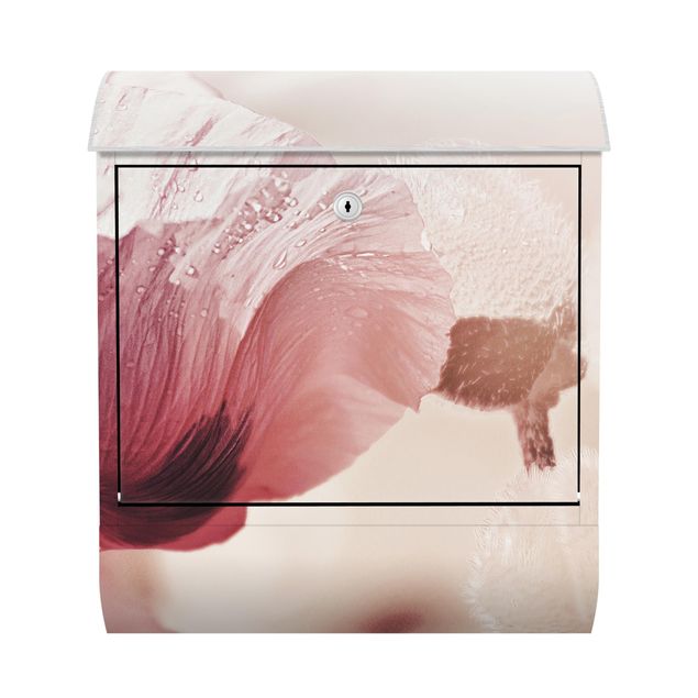 Cassetta postale - Papaveri delicati rosati con gocce d'acqua