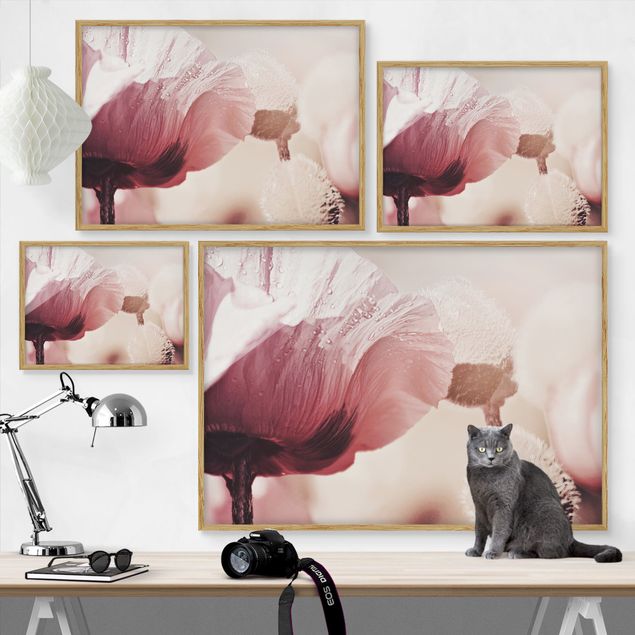 Poster con cornice - Papaveri delicati rosati con gocce d'acqua