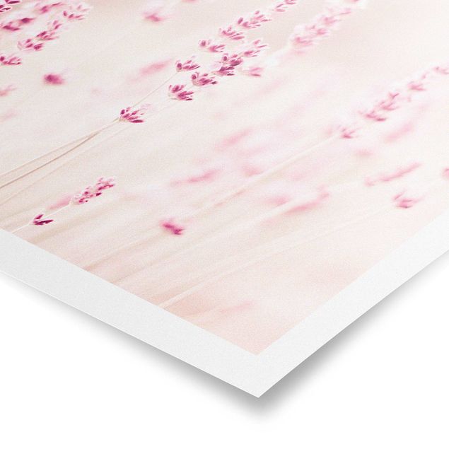 Poster - Lavanda delicata rosata