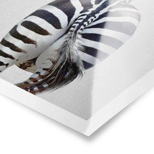 Poster riproduzione - Zebra da dietro
