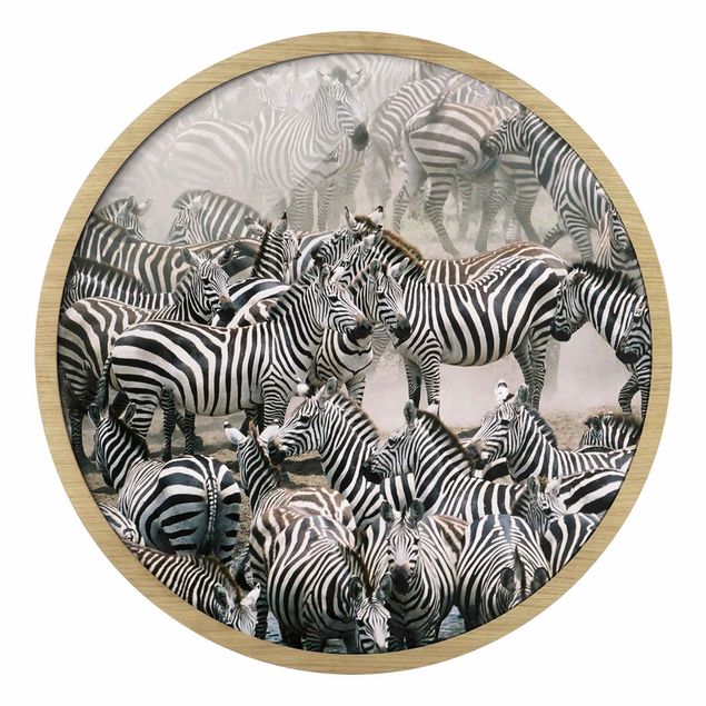 Quadro rotondo incorniciato - Mandria di zebre