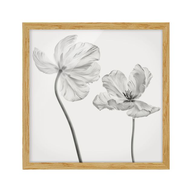 Poster con cornice - Due delicati tulipani bianchi